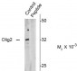 Phospho-Ser10,13,14 Olig2 Antibody