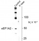 Phospho-Ser358 Eukaryotic Elongation Factor 1 alpha 2 (eEF1A2) Antibody
