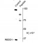 Phospho-Thr23/25 REDD1  Antibody