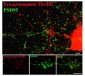 Phospho-Thr202 Synaptotagmin Antibody