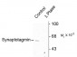 Phospho-Ser309 Synaptotagmin Antibody