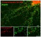 Phospho-Ser309 Synaptotagmin Antibody