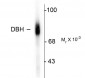 Dopamine β-Hydroxylase, C-Terminus Antibody