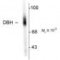 Dopamine β-Hydroxylase, N-Terminus, Human Antibody