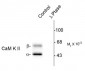 Phospho-Thr286 CaM Kinase II Antibody