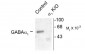 GABAA Receptor, α1-Subunit Antibody