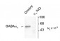 GABAA Receptor, α1-Subunit, N-Terminus Antibody
