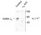 GABAA Receptor, α6-Subunit Antibody