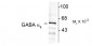 GABAA Receptor, α6-Subunit Antibody