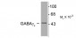 GABAA Receptor, γ2-Subunit Antibody