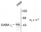 GABAA Receptor, γ2-Subunit Antibody