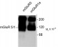 Metabotropic Glutamate Receptor 5/1a Antibody