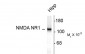 NMDA Receptor, NR1 Subunit Antibody