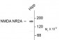 NMDA Receptor, NR2A Subunit Antibody