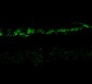 NMDA Receptor, NR2A Subunit Antibody