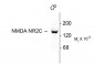 NMDA Receptor, NR2C Subunit Antibody