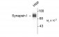 Synapsin I  Antibody