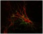 Synapsin I  Antibody