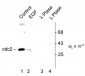 Phospho-Tyr15 cdc2 Antibody