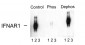 Phospho-Ser535,539 Interferon-α Receptor, Type I, Subunit I Antibody