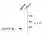 Phospho-ThrDARPP-32 Antibody