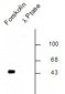 Phospho-Ser133 CREB Antibody