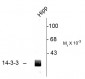 14-3-3 Protein Antibody