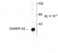 DARPP-32 Antibody