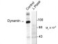 Phospho-Ser774 Dynamin Antibody