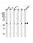 CREB3L4 Antibody (M01)