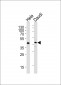 USF1 Antibody (Center)