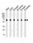 BBS4 Antibody (Center)