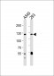 SIRT1 Antibody