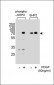 Phospho-SHP2 (Y584) Antibody