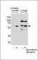 Phospho-CCNB1(S35) Antibody