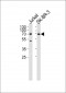 CD46 Antibody (C-term)