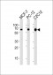 SRC Antibody (N-term)