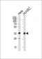 GAPDH Antibody (C-term R248)