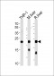 GPX1 Antibody (C-term)