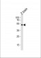 DANRE shha Antibody (Center)
