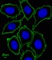 AM2137b-KIT-Antibody-