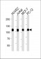 TOP1 Antibody (N-term)