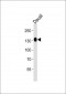 USP25 Antibody