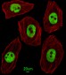 UNCX Antibody (C-term)