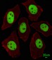 LIN28A Antibody (Center)