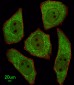 LRRC45 Antibody (C-term)