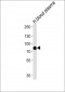 LRRC45 Antibody (C-term)