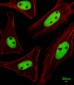 KRBA2 Antibody (Center)