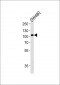 LRP12 Antibody (C-term)