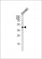 DNAJB11 Antibody (N-term)